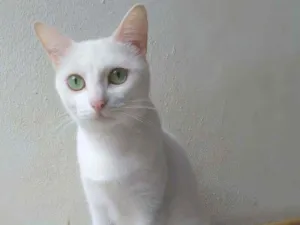 Gato raça srd idade 2 anos nome Nancy