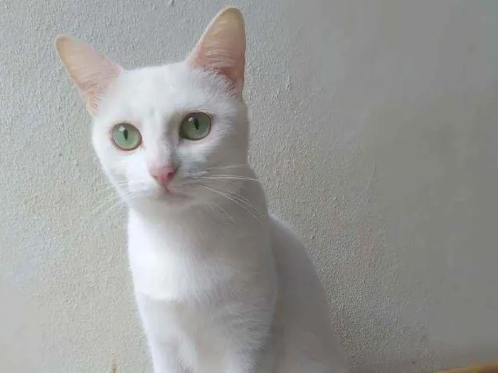 Gato ra a srd idade 2 anos nome Nancy