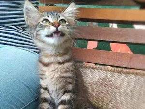 Gato raça srd idade 2 a 6 meses nome Pinha