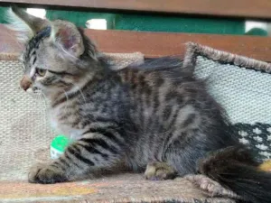 Gato raça srd idade 2 a 6 meses nome Pinha