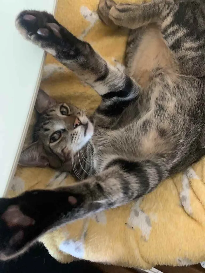 Gato raça SRD idade 2 a 6 meses nome ALECRIM