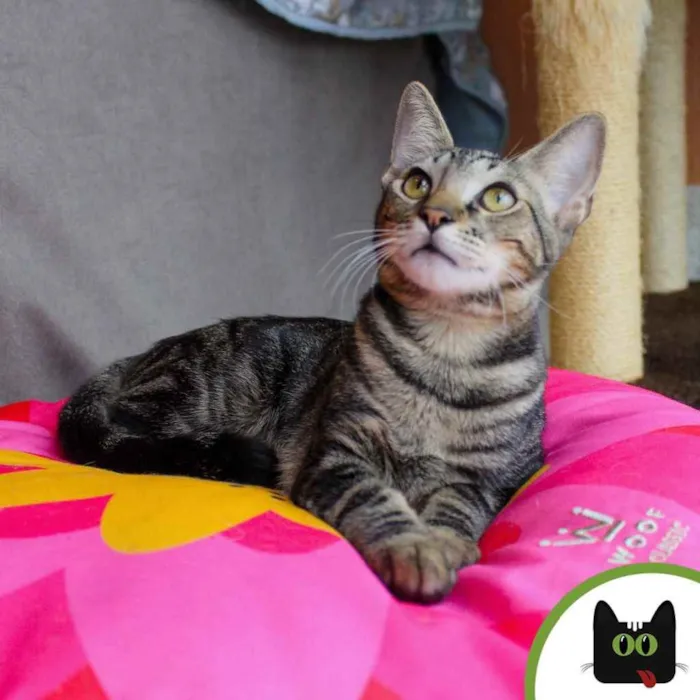 Gato raça SRD idade 2 a 6 meses nome ALECRIM