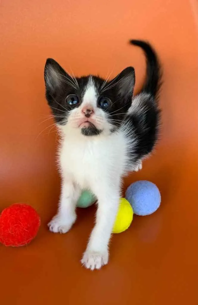 Gato ra a SRD idade Abaixo de 2 meses nome CHANTILLY