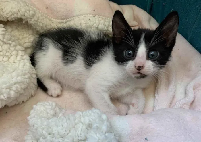 Gato ra a SRD idade Abaixo de 2 meses nome CHANTILLY