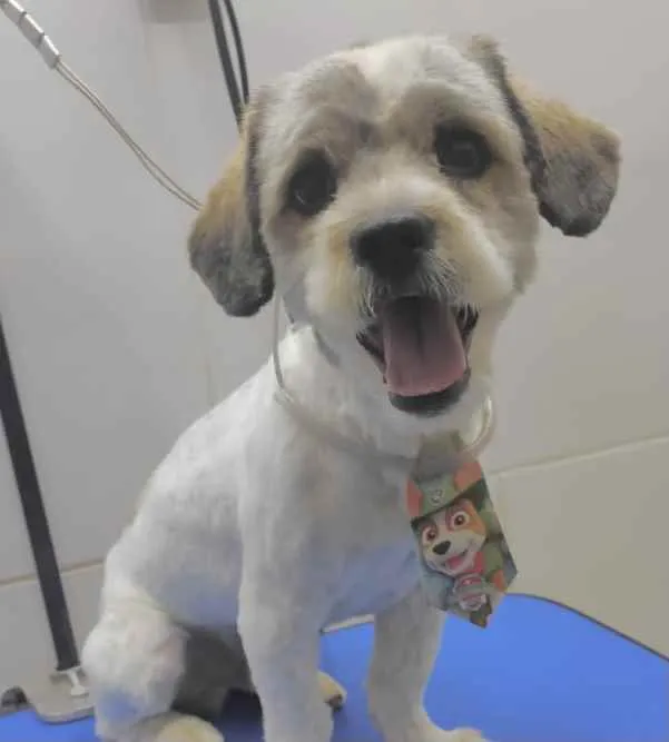 Cachorro ra a Mestiço  idade 2 a 6 meses nome Luke 