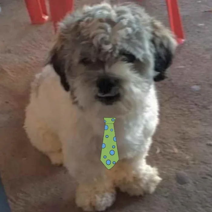 Cachorro ra a Mestiço  idade 2 a 6 meses nome Luke 