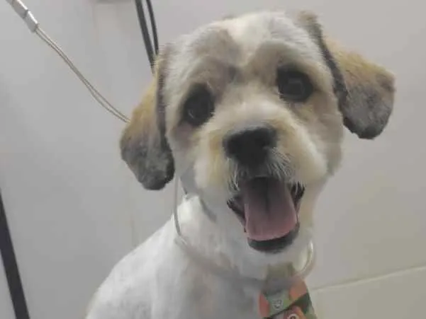 Cachorro ra a Mestiço  idade 2 a 6 meses nome Luke 