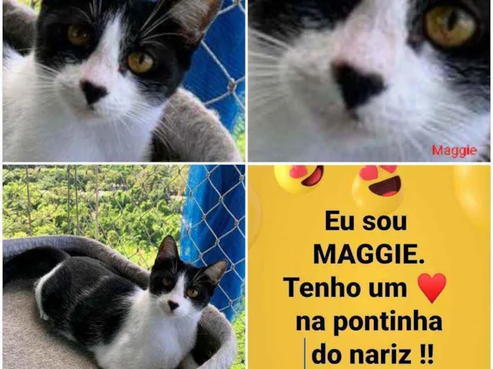 Gato ra a srd frajolinha  idade 1 ano nome M A G G I E