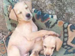 Cachorro raça Vira lata idade 2 a 6 meses nome Tor pipoca paçoca