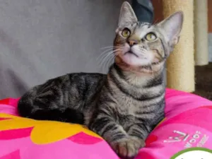 Gato raça SRD idade 2 a 6 meses nome ALECRIM