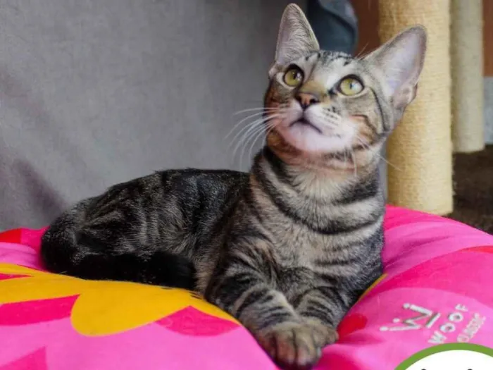 Gato raça SRD idade 2 a 6 meses nome ALECRIM