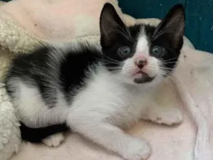 Gato raça SRD idade Abaixo de 2 meses nome CHANTILLY