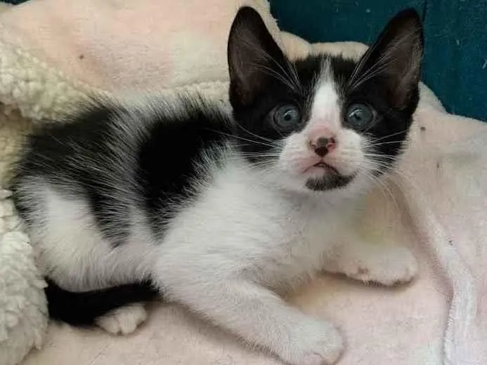 Gato ra a SRD idade Abaixo de 2 meses nome CHANTILLY
