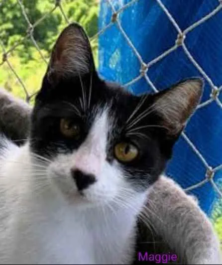 Gato ra a srd frajolinha  idade 1 ano nome MAGGIE