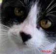 MAGGIE