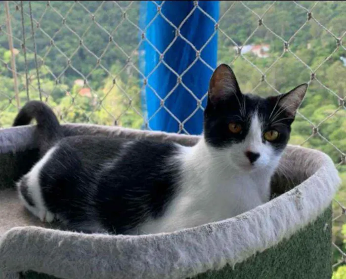 Gato ra a srd frajolinha  idade 1 ano nome MAGGIE