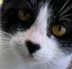 Gato ra a srd frajolinha  idade 1 ano nome MAGGIE