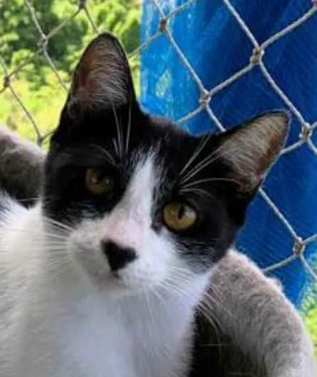 Gato ra a srd frajolinha  idade 1 ano nome MAGGIE