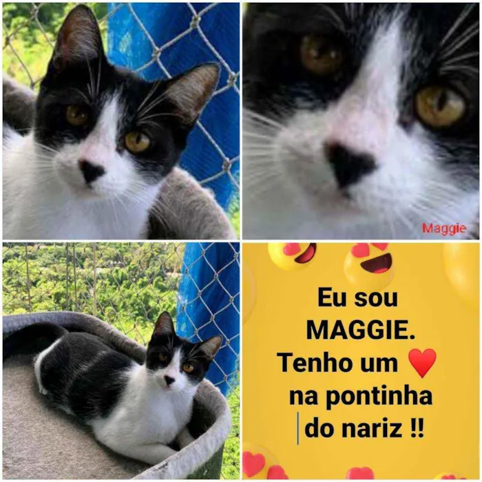 Gato ra a srd frajolinha  idade 1 ano nome MAGGIE