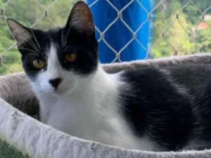 Gato raça srd frajolinha  idade 1 ano nome MAGGIE