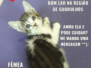 Gato raça SRD idade 2 a 6 meses nome Massinha