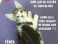 Gato raça SRD idade 2 a 6 meses nome Massinha