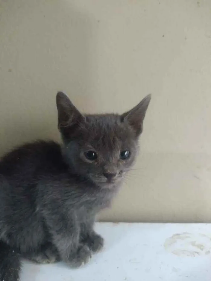 Gato ra a SRD idade 2 a 6 meses nome Justine