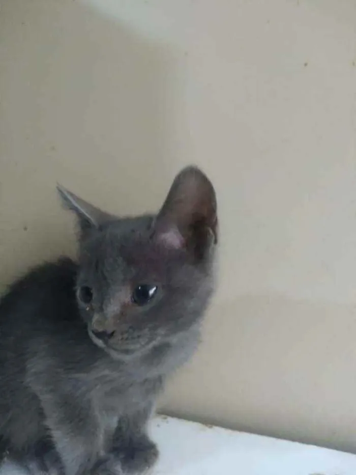 Gato ra a SRD idade 2 a 6 meses nome Justine