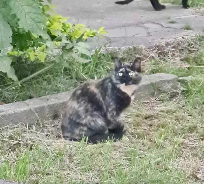 Gato ra a Srd idade 1 ano nome Betina