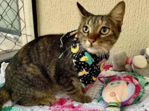 Gato raça SRD idade 7 a 11 meses nome Tigresa