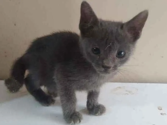 Gato ra a SRD idade 2 a 6 meses nome Justine