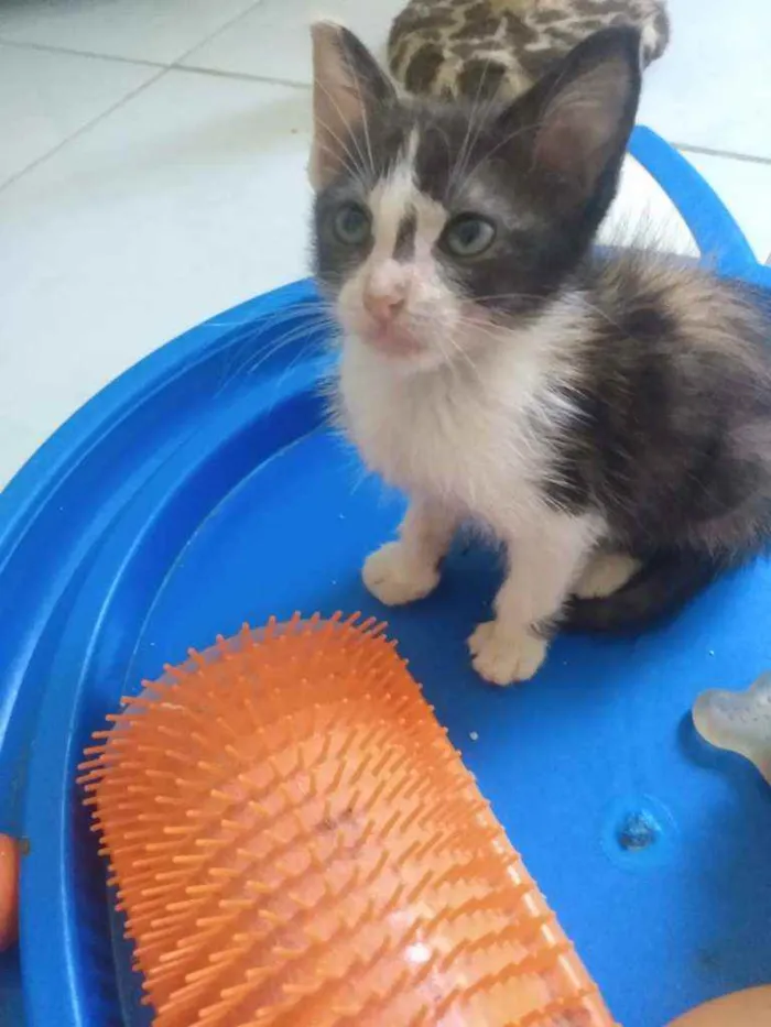 Gato raça Srd idade 2 a 6 meses nome Pietra
