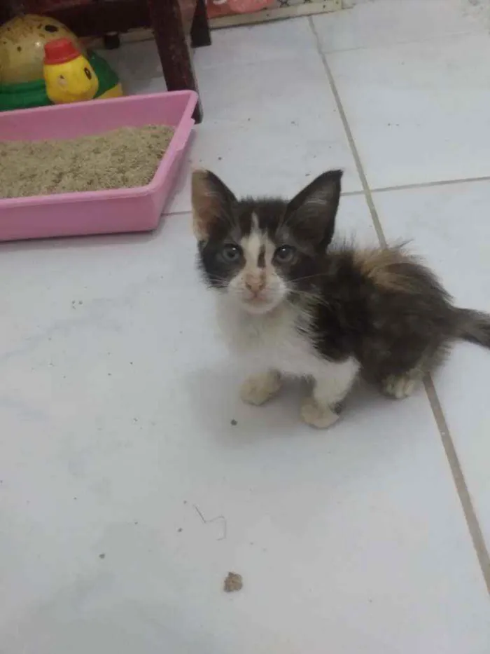 Gato raça Srd idade 2 a 6 meses nome Pietra