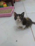 Pietra