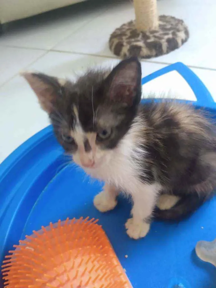 Gato raça Srd idade 2 a 6 meses nome Pietra
