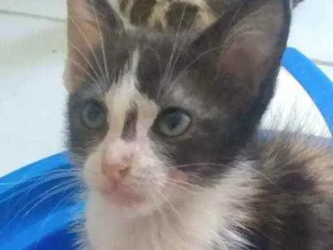 Gato raça Srd idade 2 a 6 meses nome Pietra