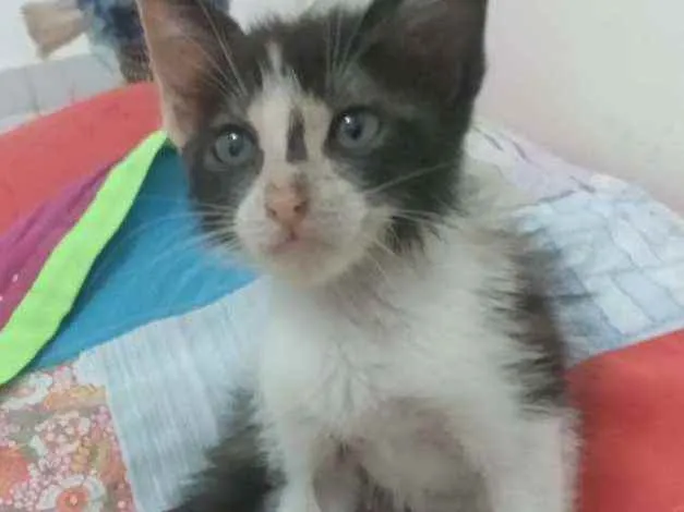 Gato raça Srd idade 2 a 6 meses nome Pietra