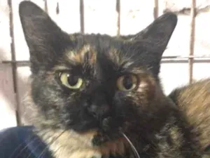 Gato raça Srd idade 1 ano nome Betina