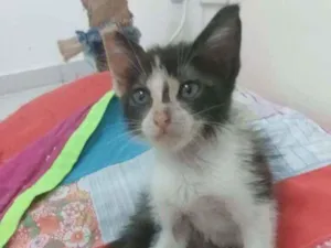 Gato raça Srd idade 2 a 6 meses nome Pietra