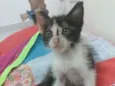 Pietra