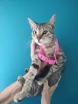 Safira