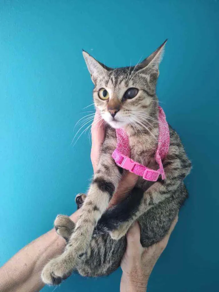 Gato raça Srd idade 2 a 6 meses nome Safira