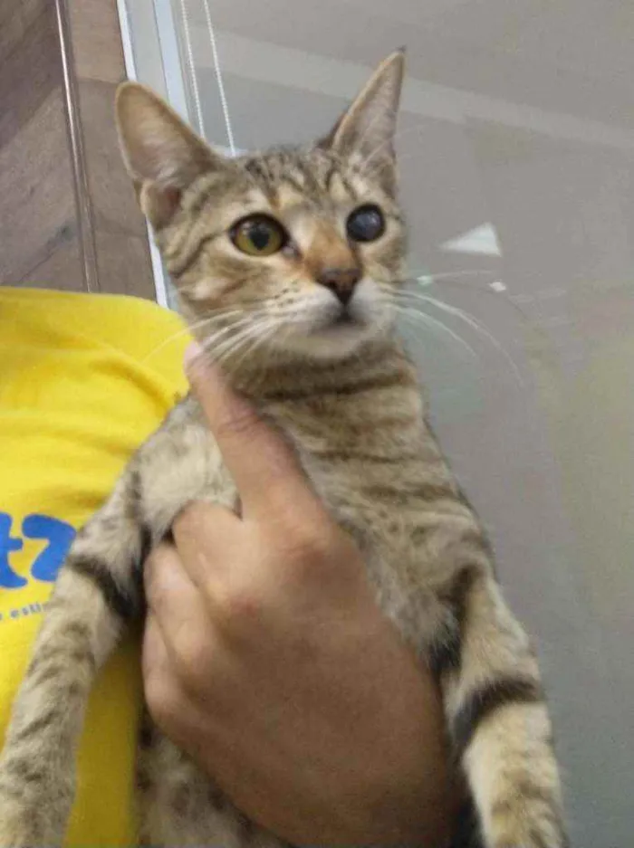 Gato raça Srd idade 2 a 6 meses nome Safira