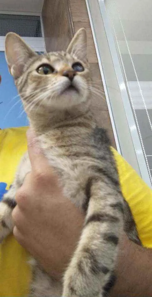 Gato raça Srd idade 2 a 6 meses nome Safira