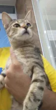 Safira