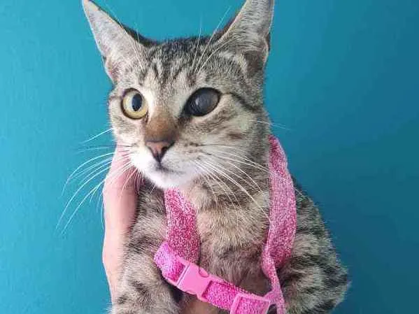 Gato raça Srd idade 2 a 6 meses nome Safira