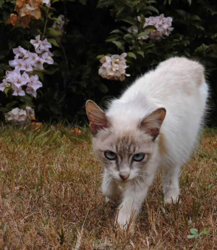 Gato ra a SRD idade 2 a 6 meses nome Fionna