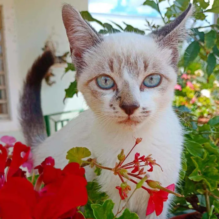 Gato ra a SRD idade 2 a 6 meses nome Pandora