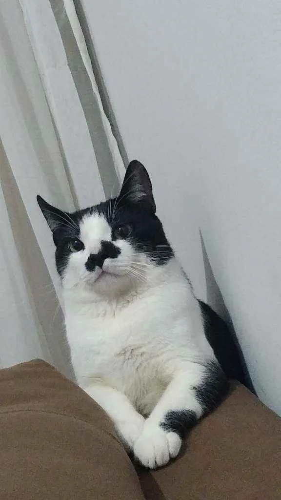 Gato ra a SRD idade 7 a 11 meses nome Nino