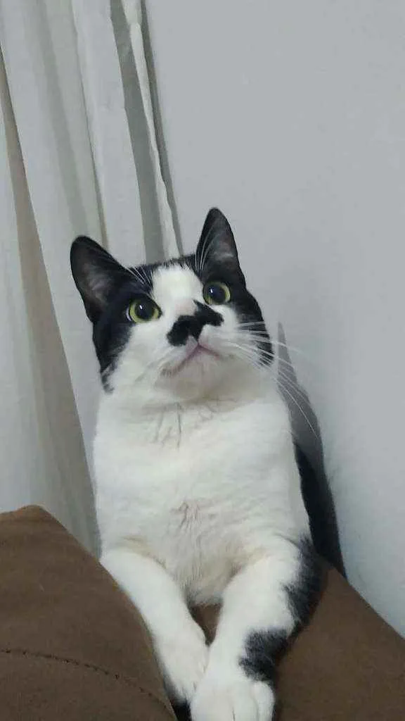 Gato ra a SRD idade 7 a 11 meses nome Nino